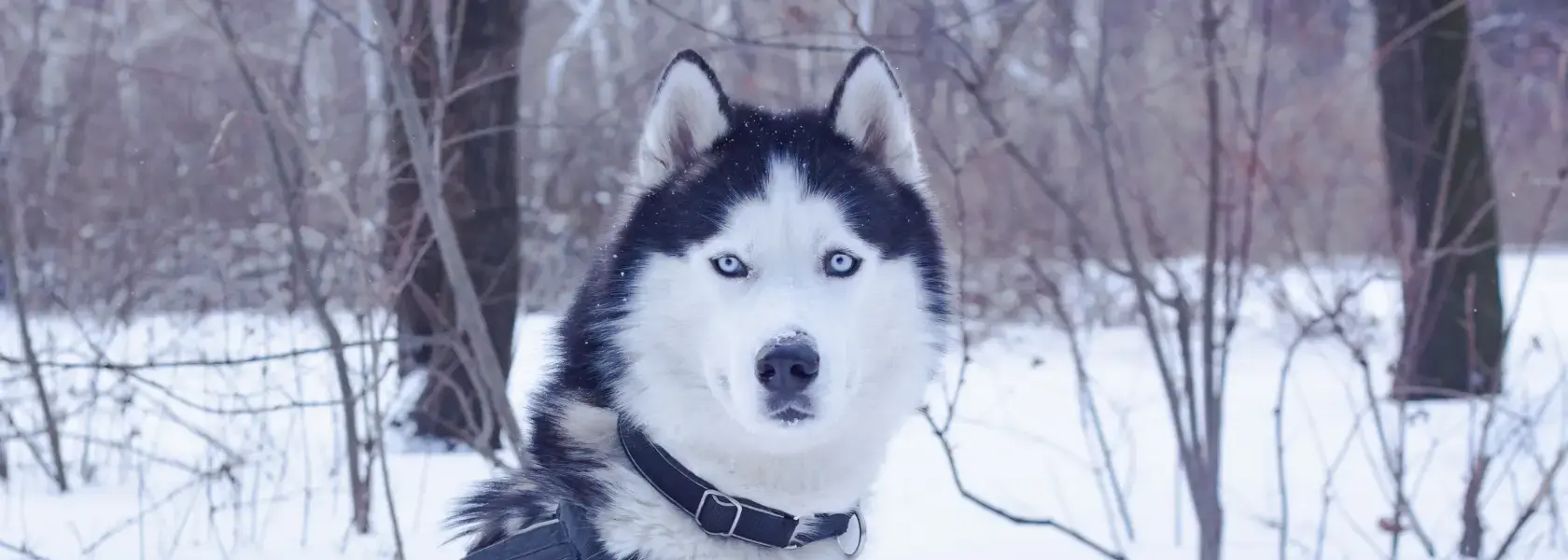 Сибірський Хаскі - Порода Розумних і Активних Собак