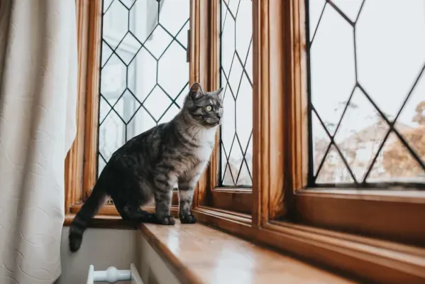 cat-on-window.webp
