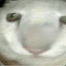 gg