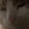 Dhani