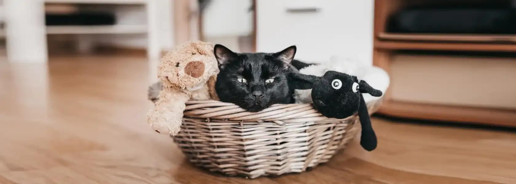Животное наш друг или временная потеха?