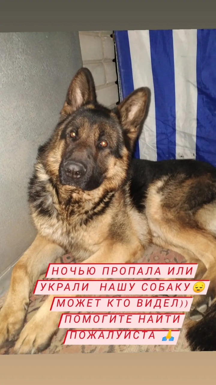 Помогите найти пса с именем СКИФ  пропавшего в городе Запорожье, вул. Верещагіна