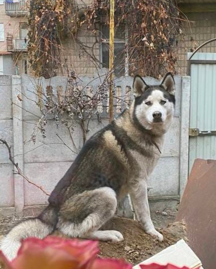 Допоможіть знайти пса з іменем Хасана, що зник в місті Вінниця, вул. Гонти