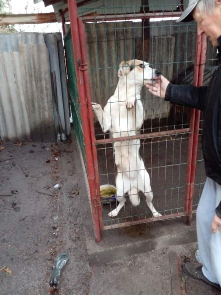 Помогите найти пса пропавшего в городе Киев, ул. Орловская