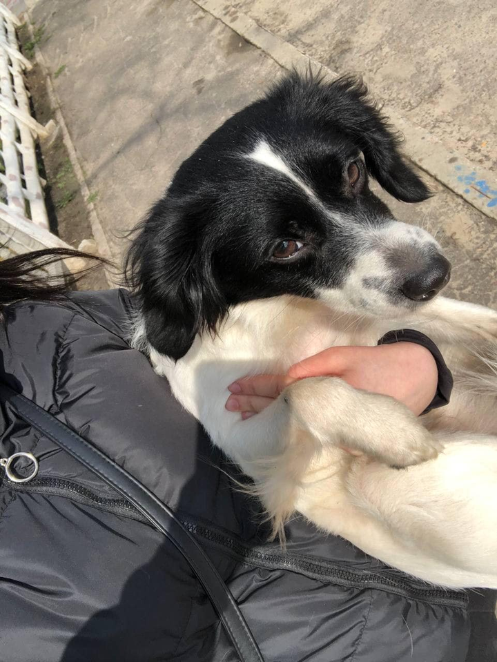 Помогите найти пса с именем Эшли  пропавшего в городе Харьков, просп. Ново-Баварский (Ильича)