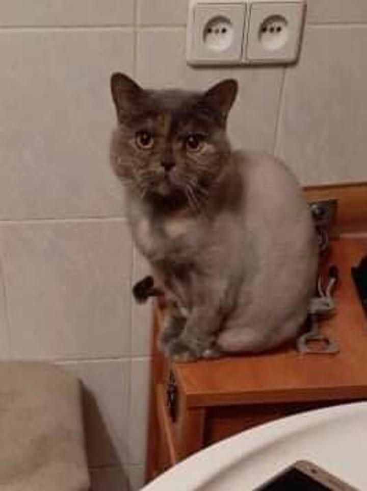 Помогите найти кошку пропавшую в городе Киев, вул. Юліуса Фучика
