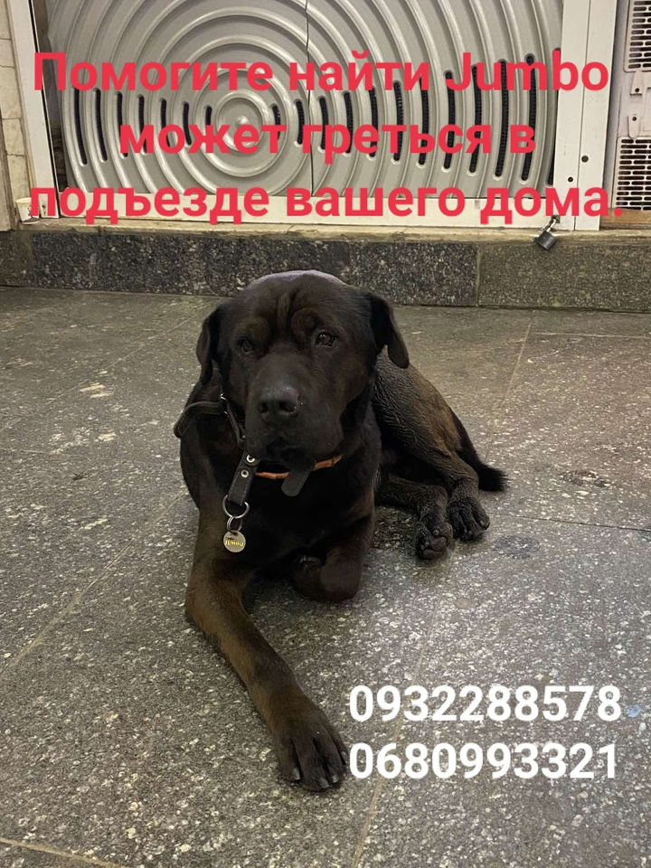 Помогите найти пса с именем Джамбо  пропавшего в городе Киев, майдан Незалежності