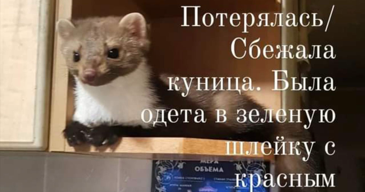 Допоможіть знайти тварину, що зникла в місті Київ, ул. Приречная