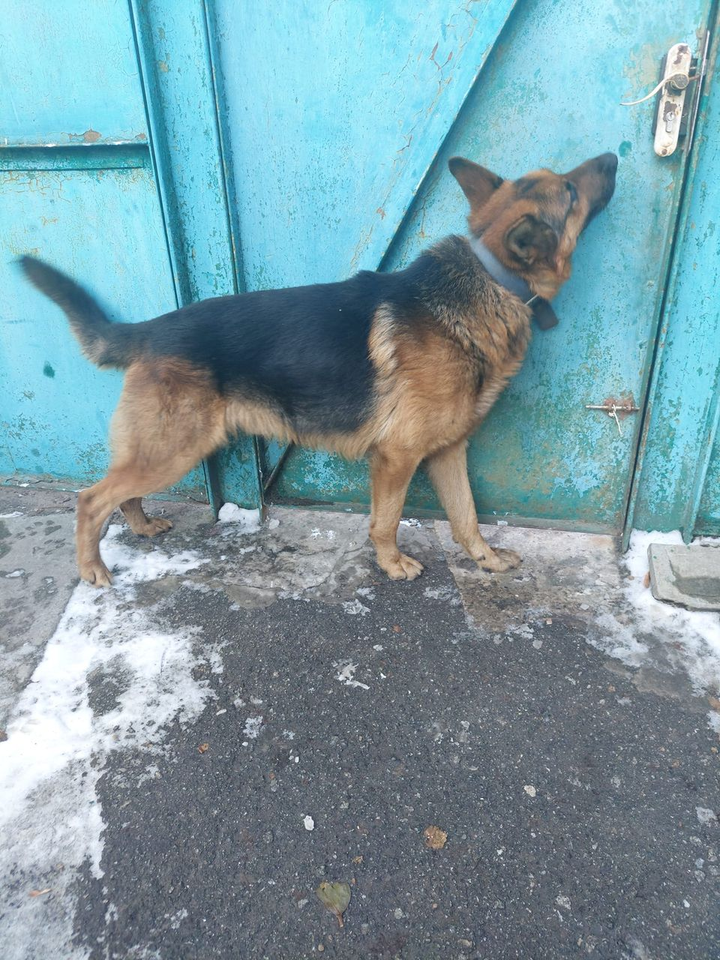 Найдено пса в городе Киев, просп. Свободи 26
