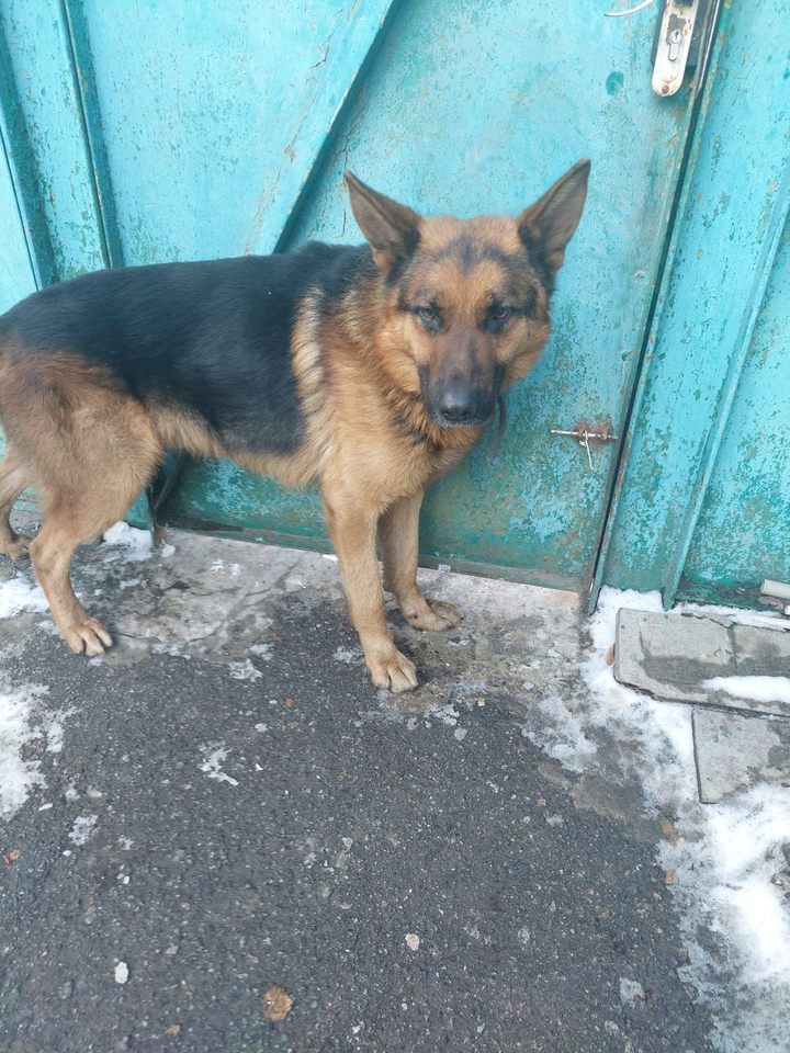 Найдено пса в городе Киев, просп. Свободи 26