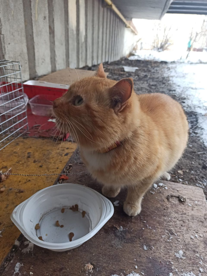 Найдено кота в городе Киев, ул. Николая Закревского