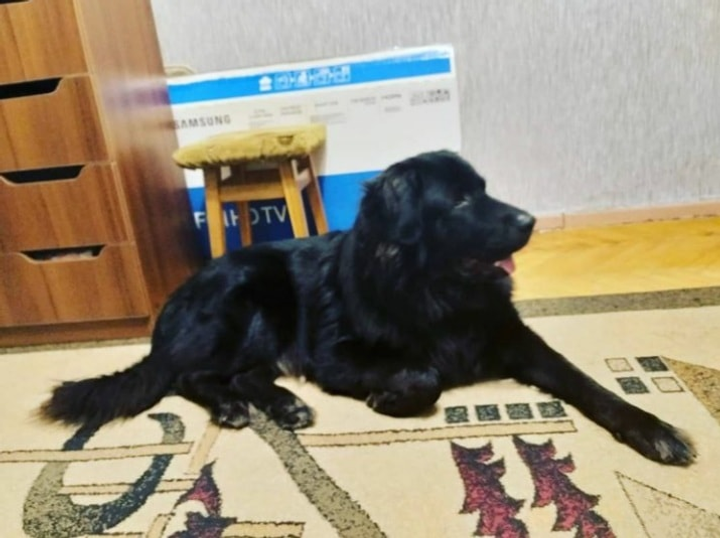 Допоможіть знайти пса з іменем Шах, що зник в місті Київ, ул. Литинская 1б
