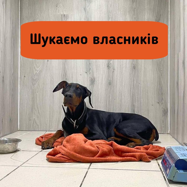 Найдено пса в городе Киев, просп. Героїв Сталінграда 49