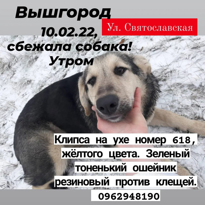 Допоможіть знайти пса, що зник в місті Вишгород, вул. Святославська