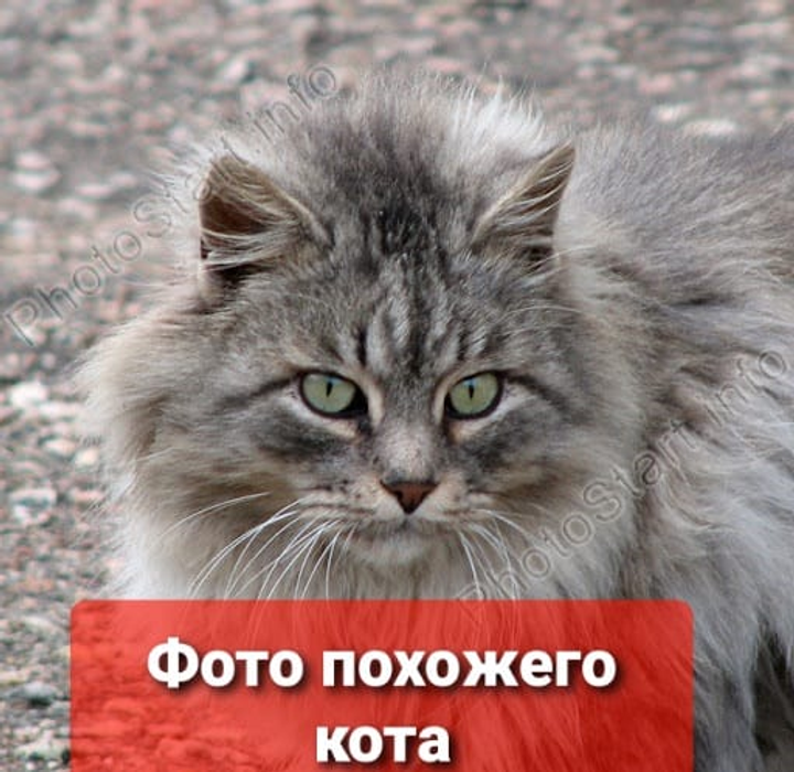 Помогите найти кота с именем Мася  пропавшего в городе Киев, вул. Воскресенська 7