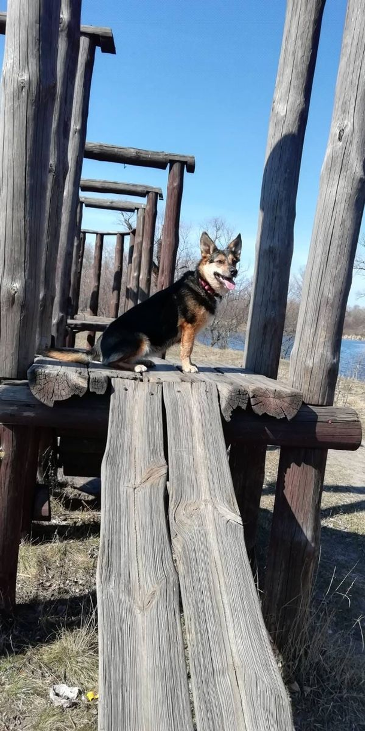 Помогите найти собаку с именем Мія  пропавшую в городе Киев, вул. Градинська