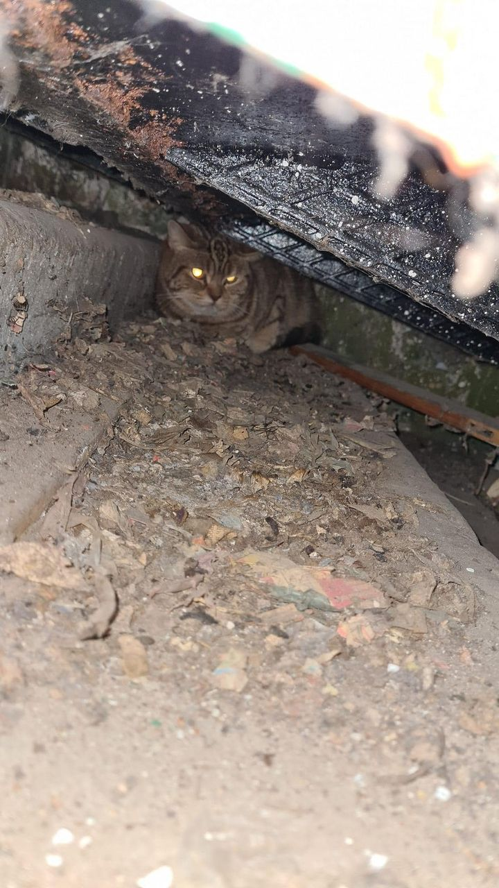 Віддам кота, в місті Київ, ул. Якуба Коласа