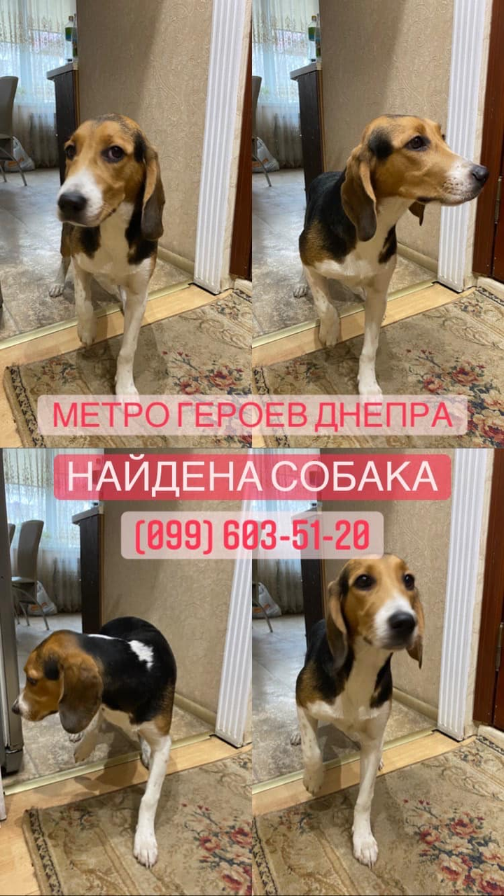 Найдено собаку в городе Киев, ул. Героев Днепра