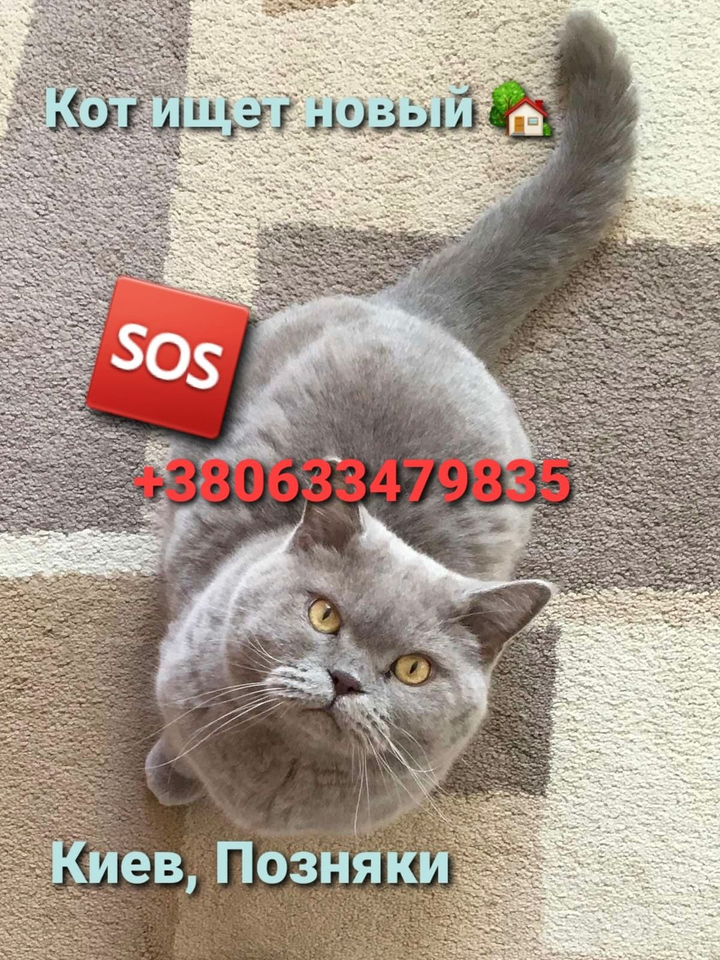 Віддам кота, в місті Київ, вул. Анни Ахматової