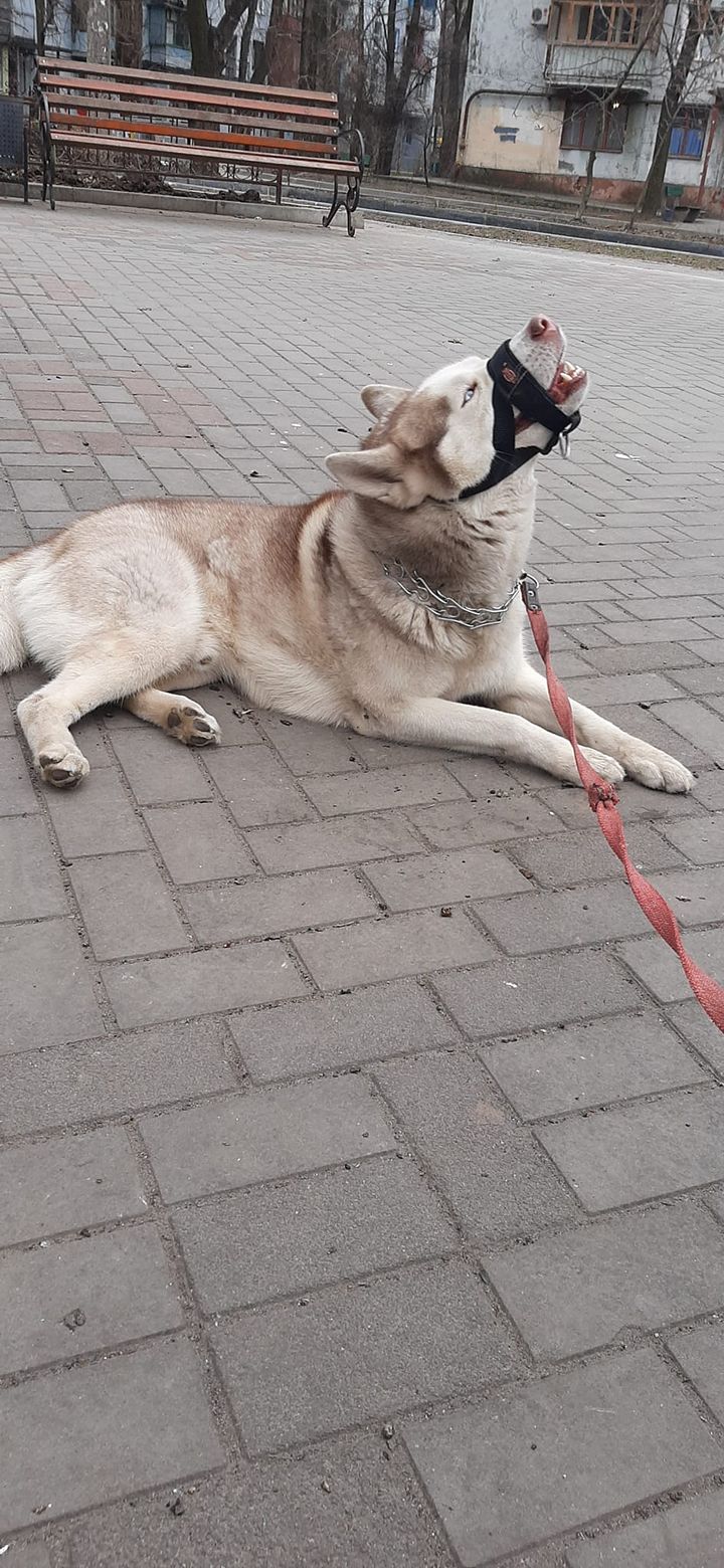 Отдам пса в городе Запорожье, ул. Победы