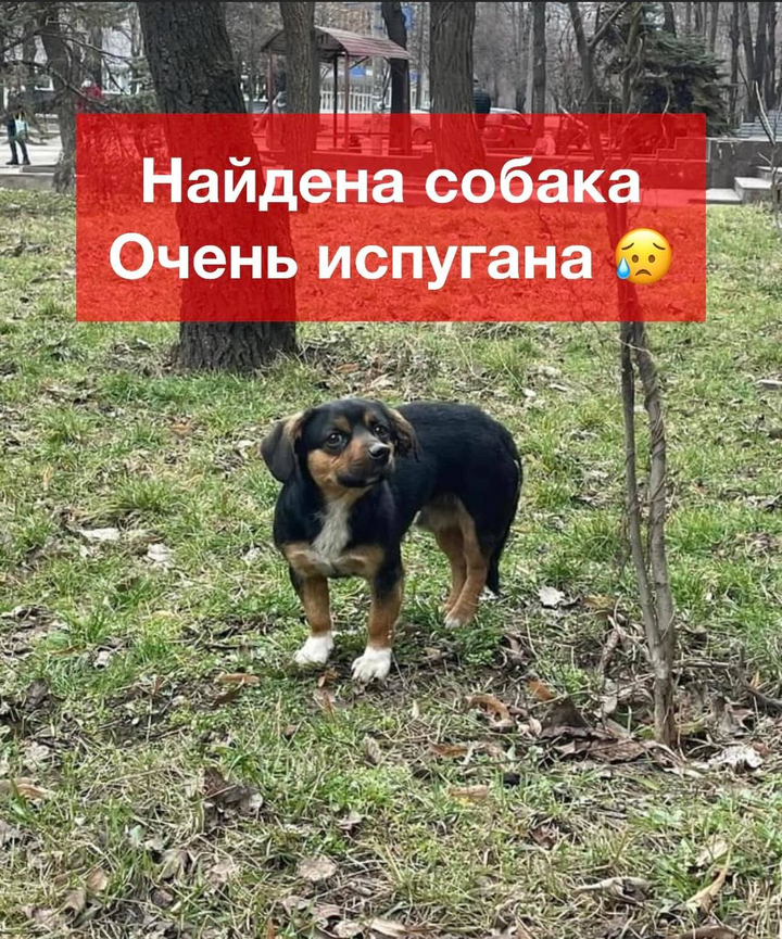 Найдено пса в городе Кривой Рог, вул. Соборності (Косіора) 19
