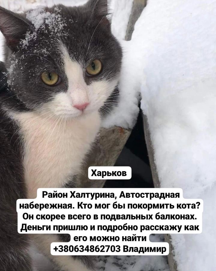 Отдам кота в городе Харьков, ул. Ахиезеров (Халтурина)