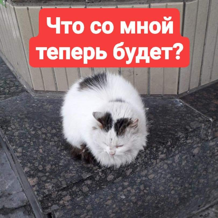 Віддам кішку, в місті Київ, просп. Лесной
