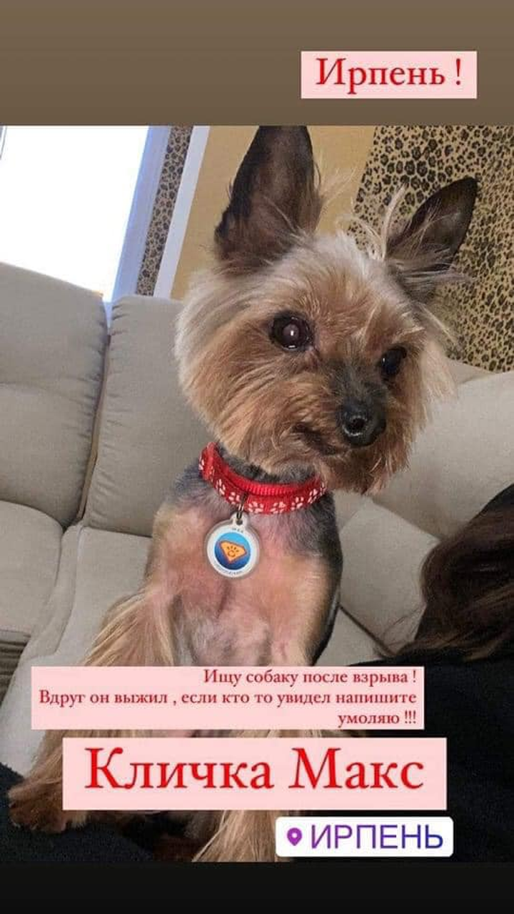 Помогите найти пса с именем Макс  пропавшего в городе Ирпень, ул. Соборная (3 Интернационала)
