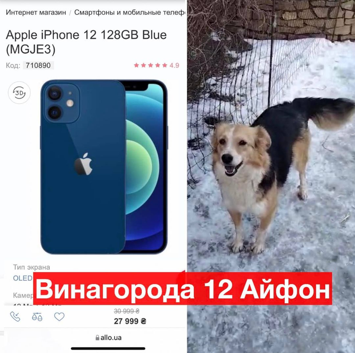 Помогите найти собаку с именем Ассоль  пропавшую в городе Киев, бульв. Перова