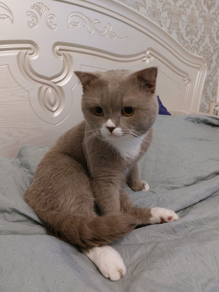 Отдам кота с именем Гучи  в городе Сумы, ул. Шевченко
