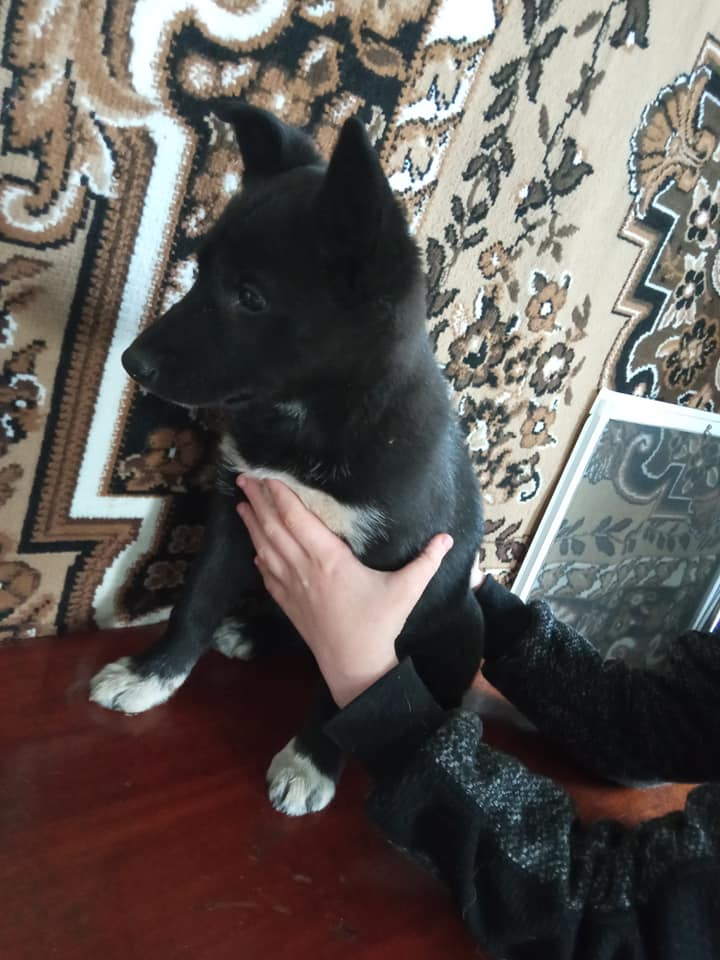 Отдам собаку в городе Житомир, пл. Житний Рынок