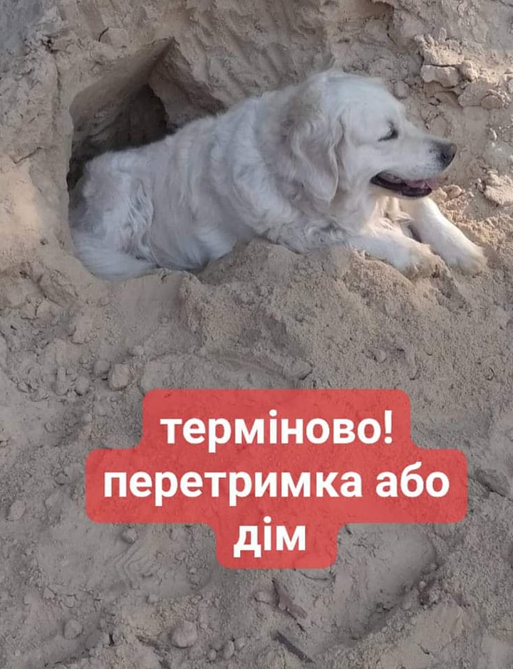 Віддам собаку, в місті Полтава, ул. Шевченко