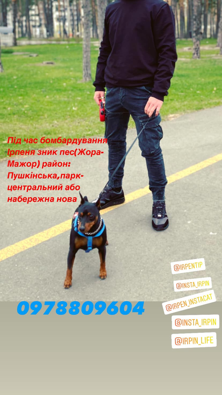 Допоможіть знайти пса з іменем Жора-Мажор, що зник в місті Ірпінь, вул. Пушкінська