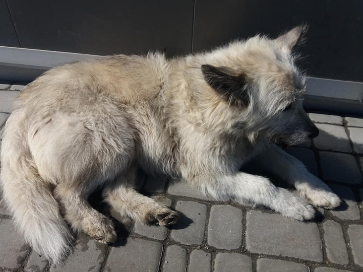 Знайдено собаку, в місті Харків, ул. Одесская