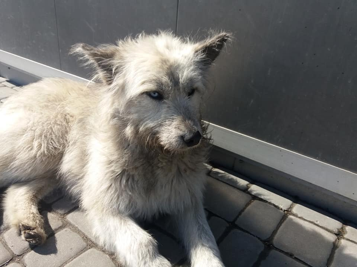 Знайдено собаку, в місті Харків, ул. Одесская