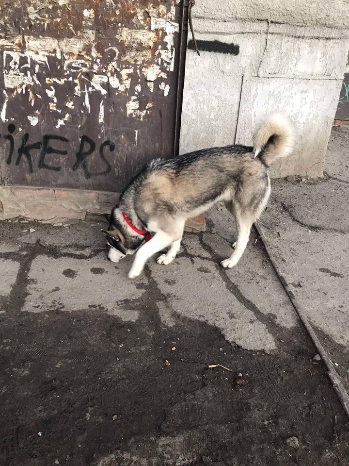 Найдено собаку в городе Харьков, ул. Рыбалко