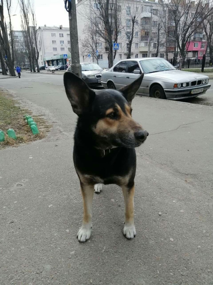 Найдено пса в городе Киев, ул. Краковская