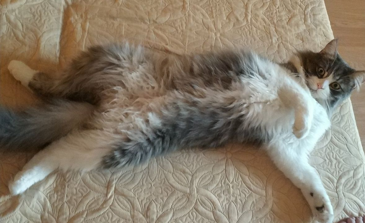 Віддам кота з іменем Боня, в місті Полтава, вул. Шевченка