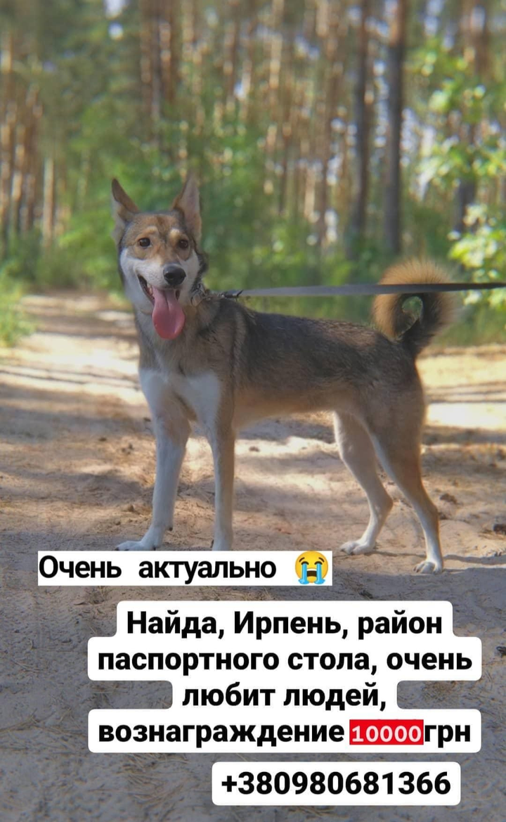 Допоможіть знайти собаку з іменем Найда, що зникла в місті Ірпінь, ул. Ирпенская