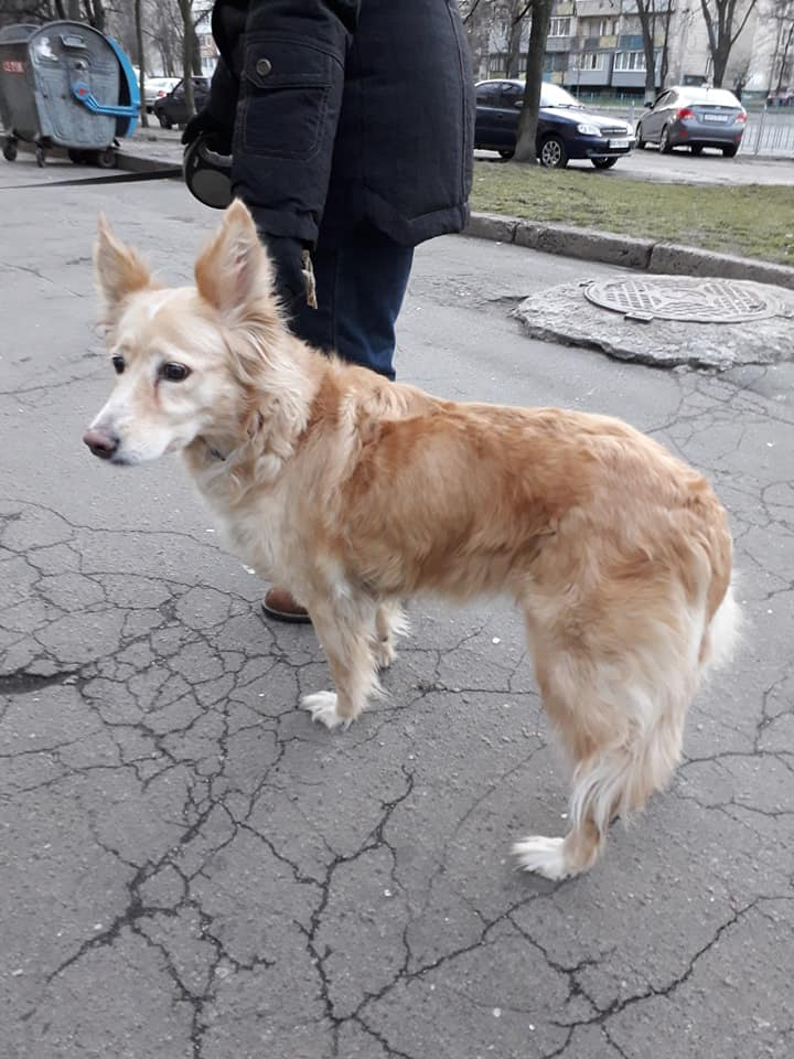 Найдено собаку в городе Киев, просп. Лесной 28
