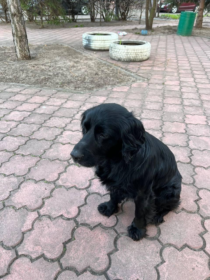 Найдено пса в городе Киев, Левобережка