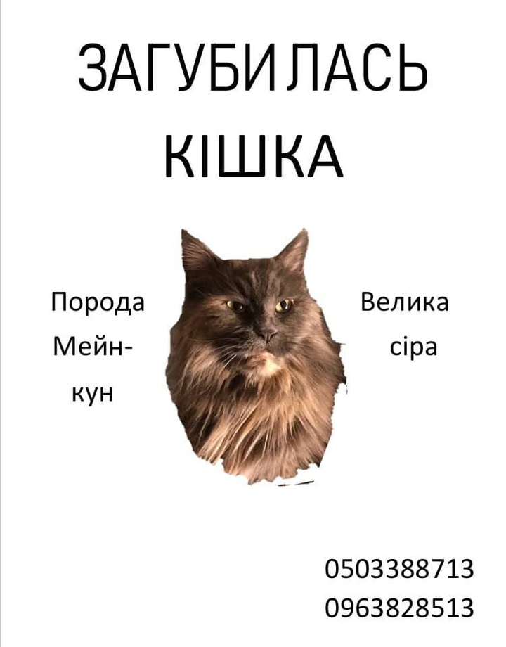 Помогите найти кошку пропавшую в городе Львов, вул. Євгена Коновальця