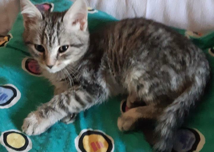 Віддам кота, в місті Запоріжжя, -