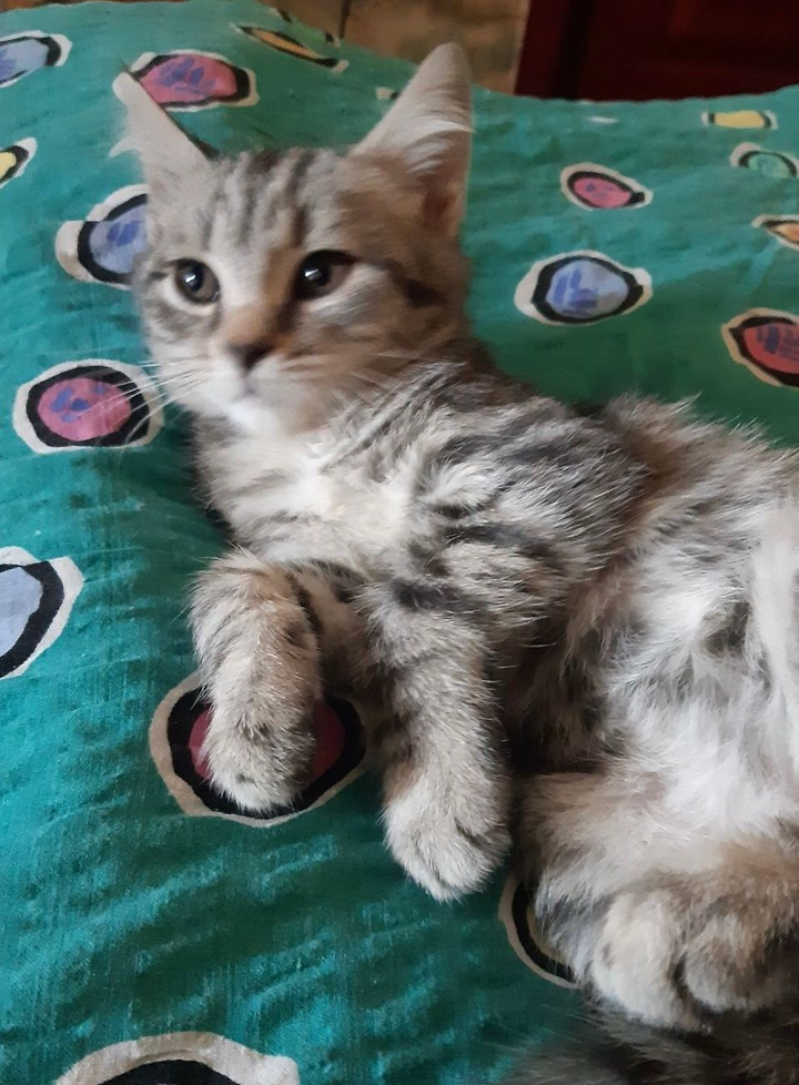 Віддам кота, в місті Запоріжжя, -