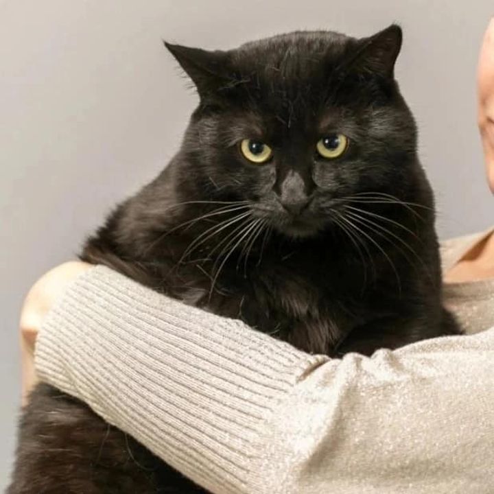Віддам кота з іменем Сима, в місті Бориспіль, -