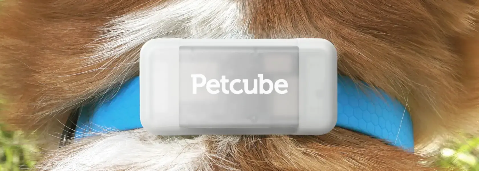 Petcube GPS Tracker - Новий Продукт Від Команди Petcube