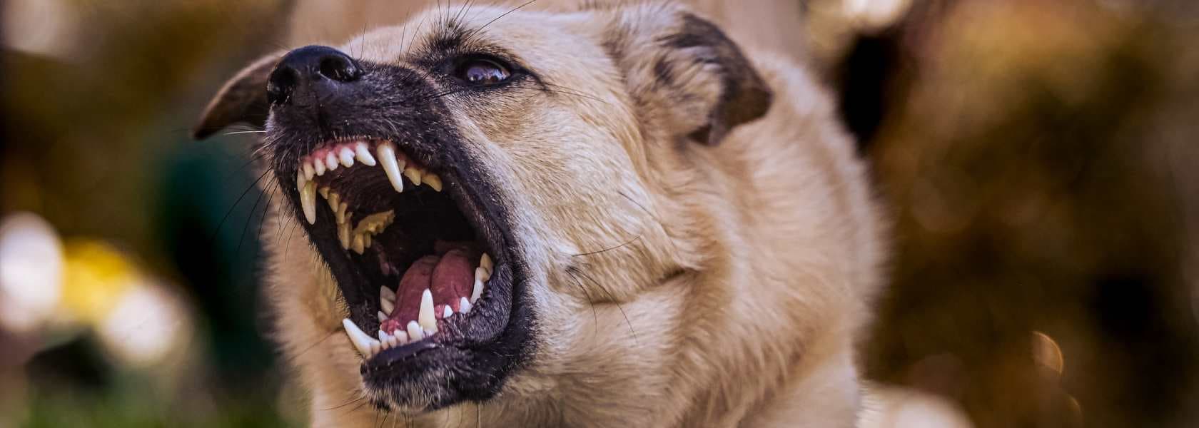 Собака гарчить на хазяїна: причини і правила поведінки