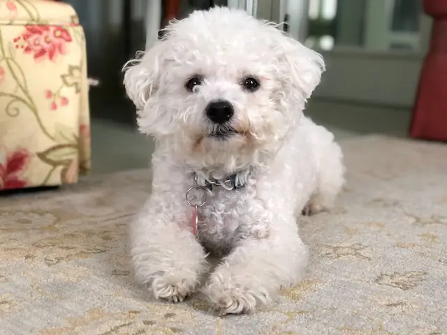 Bichon Frisé.webp