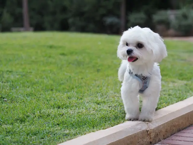 Bichon Maltese.webp