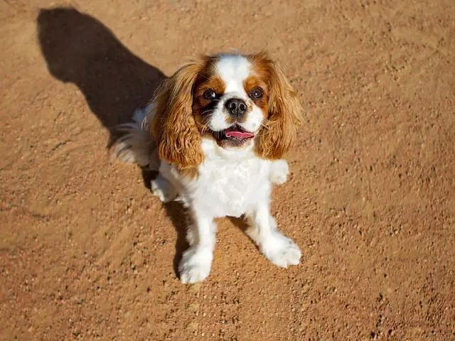 Cavalier King Charles Spaniel.webp